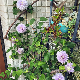 玄関/入り口/ガーデニング/花のある暮らし/お花大好き♡/寄せ植え大好き♡...などのインテリア実例 - 2024-04-29 17:15:47