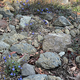 部屋全体/植えてはいけない系が向く庭/ほったらかしOKの多年草/タピアン/ベロニカオックスフォードブルー...などのインテリア実例 - 2024-03-15 12:53:48