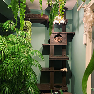 観葉植物 色壁紙のおしゃれなアレンジ 飾り方のインテリア実例 Roomclip ルームクリップ