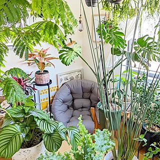 観葉植物のある暮らし/北欧インテリア/植物のある暮らし/北欧ナチュラルインテリア/ねこのいる暮らし...などのインテリア実例 - 2023-06-24 14:46:16