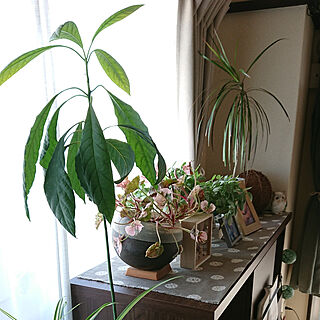 部屋全体/癒しの空間/観葉植物/植物のある暮らし/間接照明...などのインテリア実例 - 2021-01-22 07:56:54