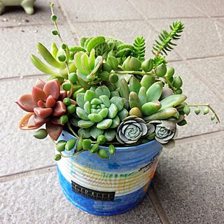 壁/天井/リメイク/ハンドメイド/植物/多肉植物...などのインテリア実例 - 2015-12-05 12:49:37