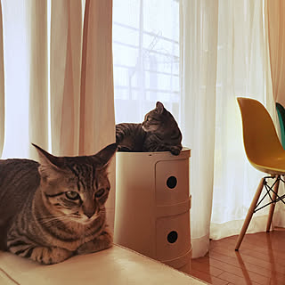 びび/Kartell Componibili/componibili/猫/保護猫...などのインテリア実例 - 2019-08-23 10:21:06