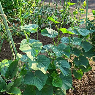 玄関/入り口/グリーン/夏/家庭菜園の暮らし/家庭菜園のある生活...などのインテリア実例 - 2023-07-28 06:47:27