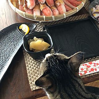 ねこのいる日常/賃貸アパート/2DK/かに料理/本年もよろしくお願いします！...などのインテリア実例 - 2022-01-02 20:43:00