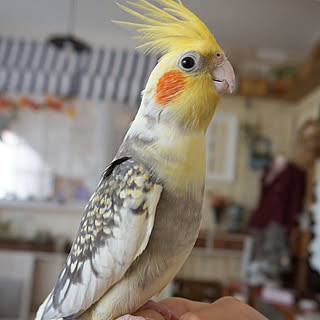 部屋全体/コメントお気遣いなく(*^^*)/手乗りインコ/今日で１ヶ月/インコのいる生活...などのインテリア実例 - 2018-09-20 19:34:51