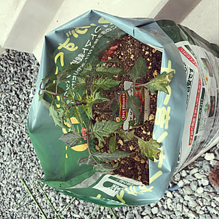 家庭菜園/トマトの苗/部屋全体のインテリア実例 - 2019-04-15 13:59:03
