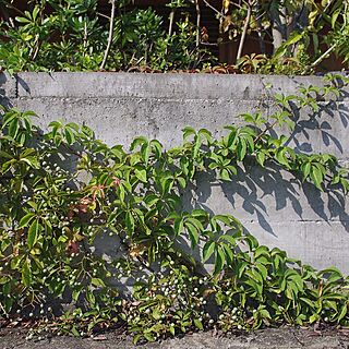 壁/天井/ツタ/ヘンリーヅタ/庭の植物たち/庭が好きのインテリア実例 - 2016-09-27 19:03:22