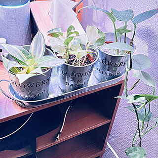 充電コーナー/充電ステーション/いいね！ありがとうございます♪/植物のある暮らし/観葉植物のある暮らし...などのインテリア実例 - 2022-02-17 06:40:46