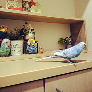 棚/RCの出会いに感謝♡/セキセイインコ/ナチュラル/オカメインコ...などのインテリア実例 - 2019-06-09 22:13:34