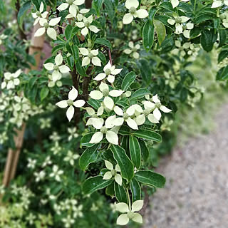 玄関/入り口/ヤマボウシ満開/大雨警報/花のある暮らし/植物のある暮らし...などのインテリア実例 - 2020-06-13 20:06:31