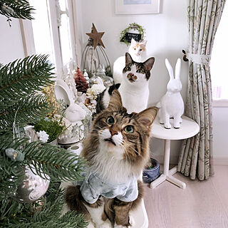 猫と暮らす。/クリスマスディスプレイ/みえる/NO CAT,NO LIFE❤️/いつもいいねありがとうございます♡...などのインテリア実例 - 2019-12-12 14:27:24