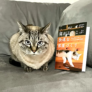 誠文堂新光社/猫がよろこぶ快適な部屋づくり/ねこと暮らす/ねこが好きすぎ♡/ねこのいる日常...などのインテリア実例 - 2022-02-09 22:35:30