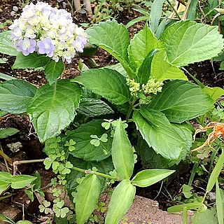 実家の庭/紫陽花が好き♡/紫陽花/ブログ更新しました♡/いいね&フォローありがとうございます☆...などのインテリア実例 - 2015-08-21 21:23:23