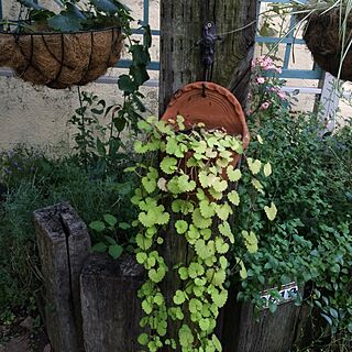 玄関/入り口/花/植物/ガーデニング/手作りの庭...などのインテリア実例 - 2016-06-28 19:24:42