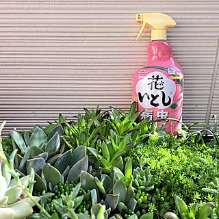 壁/天井/ガーデニングが好き/ガーデニング/花のある暮らし/害虫対策...などのインテリア実例 - 2024-04-19 18:48:44