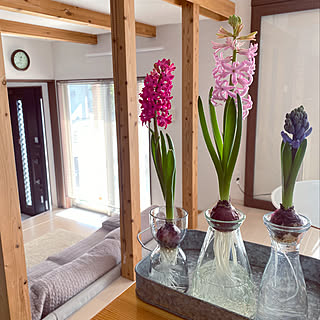 ヒヤシンスポットのインテリア実例 Roomclip ルームクリップ