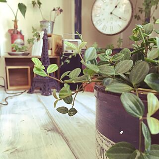 部屋全体/セリア/植物/観葉植物/かわいい雑貨達...などのインテリア実例 - 2015-05-28 13:27:13