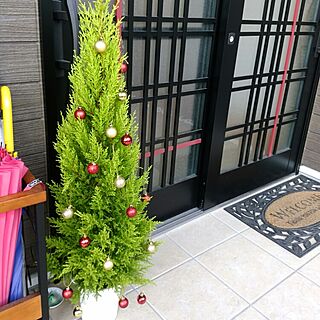 玄関/入り口/コニファー/クリスマスツリー/ダイソーのインテリア実例 - 2015-12-14 14:30:59