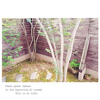 ジューンベリー/ケヤキ/枕木/ウッドフェンス/my garden...などのインテリア実例 - 2015-05-26 18:11:23
