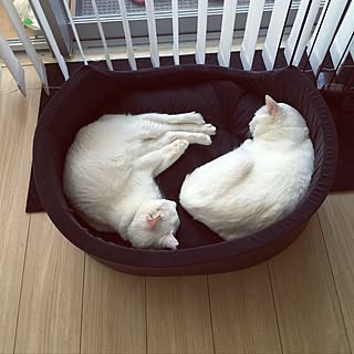 リビング/ねこのいる日常/猫/ねこ部/マンション暮らし...などのインテリア実例 - 2017-04-10 23:12:21