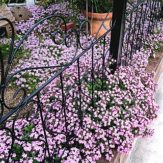 ガーデニング クリーピングタイムのおしゃれなインテリア 部屋 家具の実例 Roomclip ルームクリップ