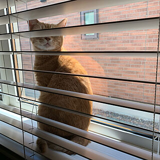 猫と暮らす/ねこと暮らす/LIXIL窓/ねこのいる暮らし/ペット用壁紙...などのインテリア実例 - 2022-06-07 23:43:42