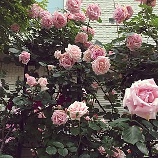 玄関/入り口/お花大好き♡/バラ大好き♡/花に囲まれて暮らしたい/庭の花...などのインテリア実例 - 2017-05-19 23:15:03