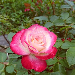 バラのある暮らし/バラのある庭/バラが好き♡/ｼﾞｭﾋﾞﾚﾃﾞｭﾌﾟﾘﾝｽﾄﾞｩﾓﾅｺのインテリア実例 - 2017-06-13 11:47:22
