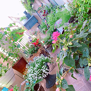 ミンネやってます♡/観葉植物のある暮らし/花が好きな人と繋がりたい/IG→ten.412/観葉植物...などのインテリア実例 - 2020-07-02 12:46:39