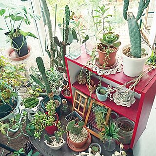リビング/サンルームで植物達と一緒に日光浴‼︎/100均/観葉植物/多肉植物...などのインテリア実例 - 2016-10-04 09:19:47