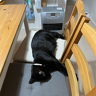 ファンヒーター/黒猫♡ひぐれ/IKEA/寒さ対策/猫と暮らす家...などのインテリア実例 - 2023-02-02 07:24:24