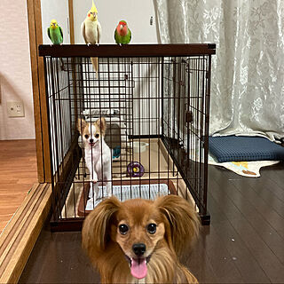 鳥と暮らす/犬と暮らす/オカメインコ/ののん/いぬと暮らす...などのインテリア実例 - 2021-07-23 13:01:10