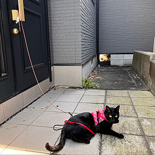 外に出たい猫/ハーネスをつけた猫/黒猫ミースケ/ねこのいる風景/玄関/入り口のインテリア実例 - 2022-05-02 08:24:23
