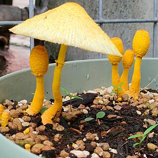 玄関/入り口/庭/にわ/コガネキヌカラカサタケ/観葉植物のある暮らし...などのインテリア実例 - 2023-06-16 07:46:08