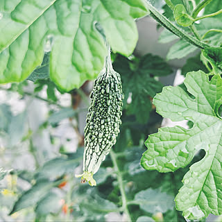 バルコニーからの景色/食卓テーブル/家庭菜園♡/植物のある暮らし/なつやすみの過ごしかた...などのインテリア実例 - 2019-08-22 15:53:12