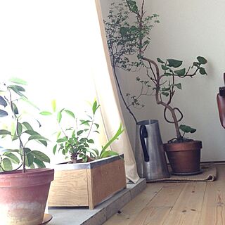リビング/グリーン/インテリアグリーン/無垢の床/観葉植物...などのインテリア実例 - 2013-05-16 10:49:35