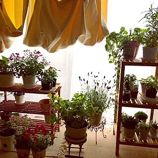 部屋全体/植物のある暮らし/植物/台風に備えて…/ベランダガーデンのインテリア実例 - 2015-05-12 14:23:23