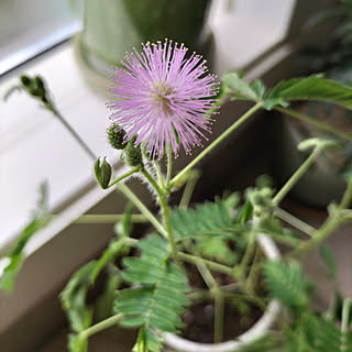 玄関/入り口/植物が好き/ナチュラルインテリア/花のある暮らし/おじぎ草の花...などのインテリア実例 - 2022-09-04 08:35:35