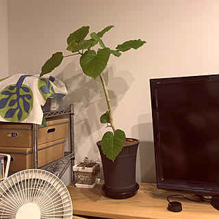 サーキュレーター/シクラメン休眠期/観葉植物/IKEA/観葉植物のある暮らし...などのインテリア実例 - 2019-07-03 22:21:27