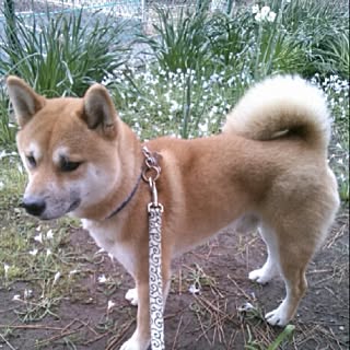 玄関/入り口/公園だぁれも居ないなぁ。/花韮がいっぱい❤️/多糞症の男/犬部♪...などのインテリア実例 - 2015-04-19 11:12:48