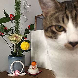 リビング/お正月/DIY/ねこ部/猫との生活...などのインテリア実例 - 2016-12-30 16:49:58