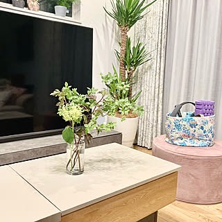 ユッカ/観葉植物/75インチ/75インチテレビ/インテリア雑貨...などのインテリア実例 - 2023-02-22 08:06:13