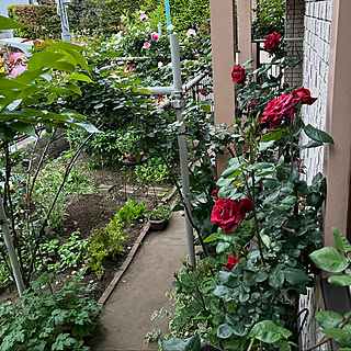 テラコッタ/食べられる庭/家庭菜園/植物のある暮らし/植物を楽しむ...などのインテリア実例 - 2022-05-11 19:32:39