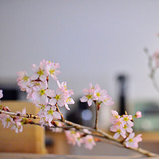 春の訪れ/桜/ドライフラワーのある暮らし/リフォーム・リノベーション/70平米...などのインテリア実例 - 2022-03-26 22:31:43