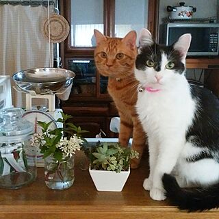 キッチン/猫が好き/花が好き/いつもいいね！ありがとうございます♪/むぎ&ゆき...などのインテリア実例 - 2017-06-25 08:45:47
