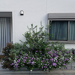 植物のある暮らし/ランタナ/都内の小さな一戸建て/オリーブの木/庭のインテリア実例 - 2020-05-13 20:27:35