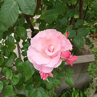 お花のある暮らし/お花が好き/バラ/バラのある暮らし/バラのある庭のインテリア実例 - 2023-05-26 12:12:01