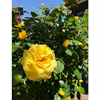 黄色のバラ/季節を感じる暮らし/花と緑のある暮らし/庭のある暮らし/バラ...などのインテリア実例 - 2019-05-25 14:28:50