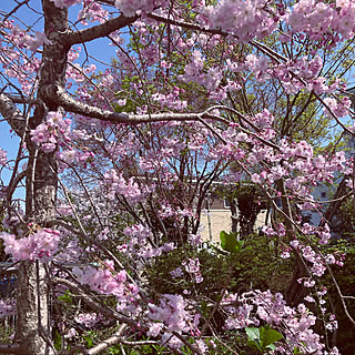 桜満開.*✿/ガーデニング/庭のインテリア実例 - 2022-03-30 12:25:50